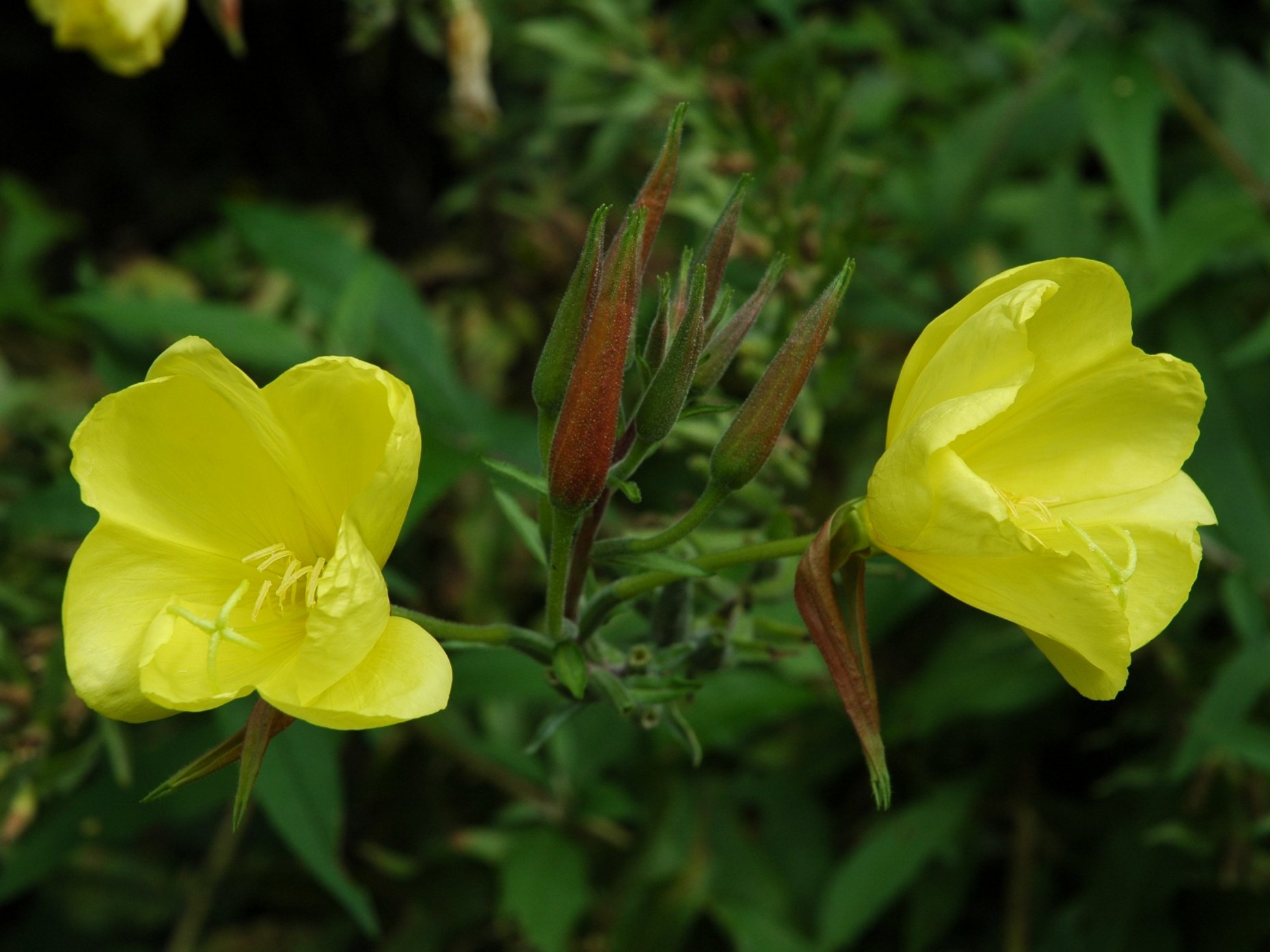 Oenothera glazioviana (=Oenothera erythrosepala)